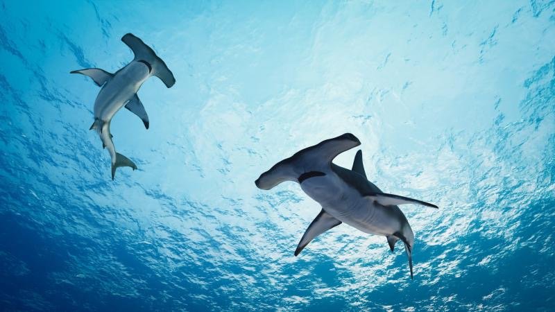 UNEP-WCMC and Google to harness AI to tackle unsustainable wildlife trade  - UNEP-WCMC